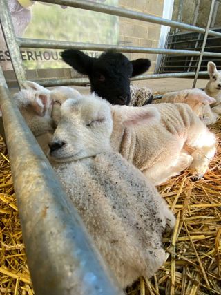 Lambs 2