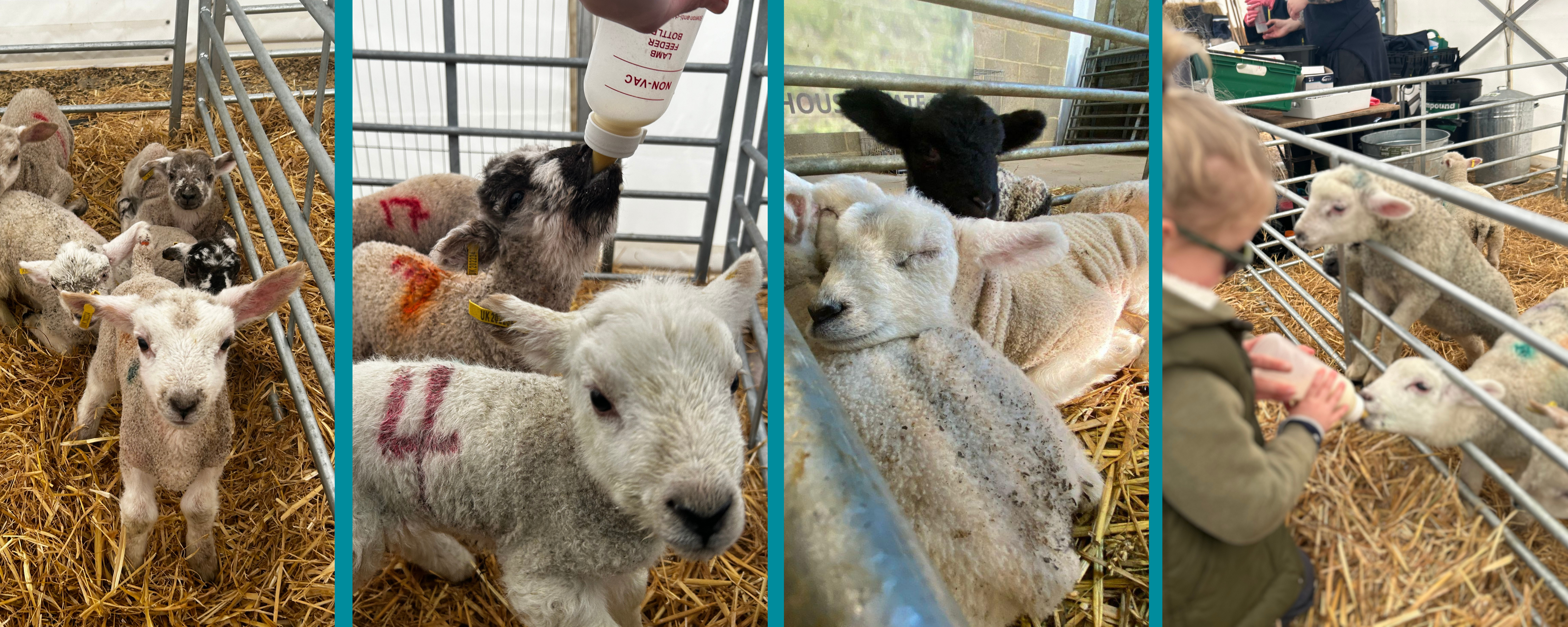 CHE Website Banner (11)