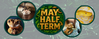 May Half Term Reptile Encounter