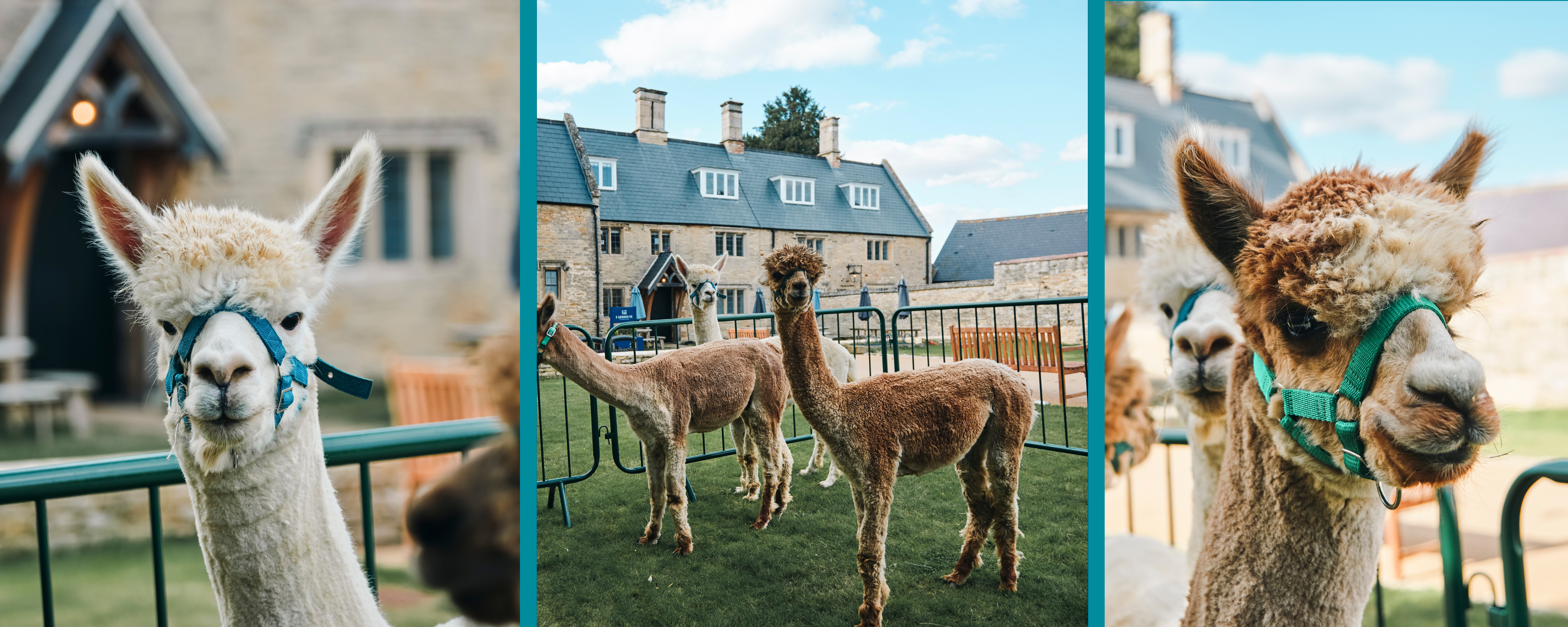 CHE Website Banner (10)